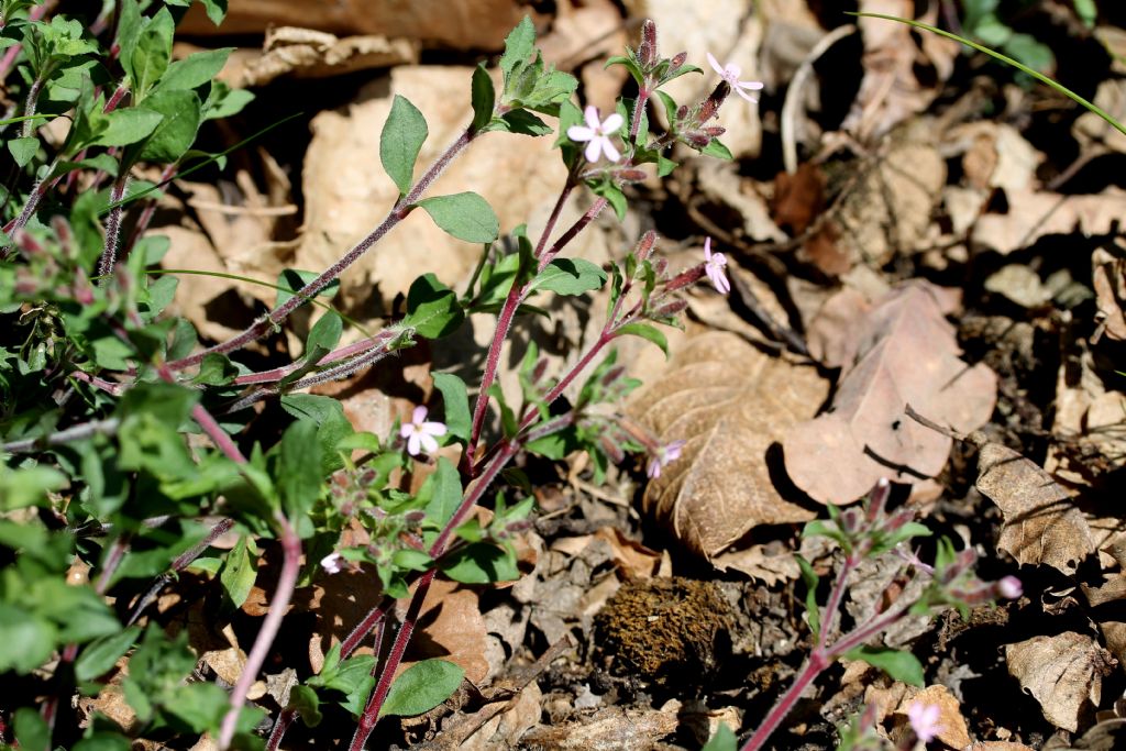 Bollengo (TO) - Saponaria ocymoides